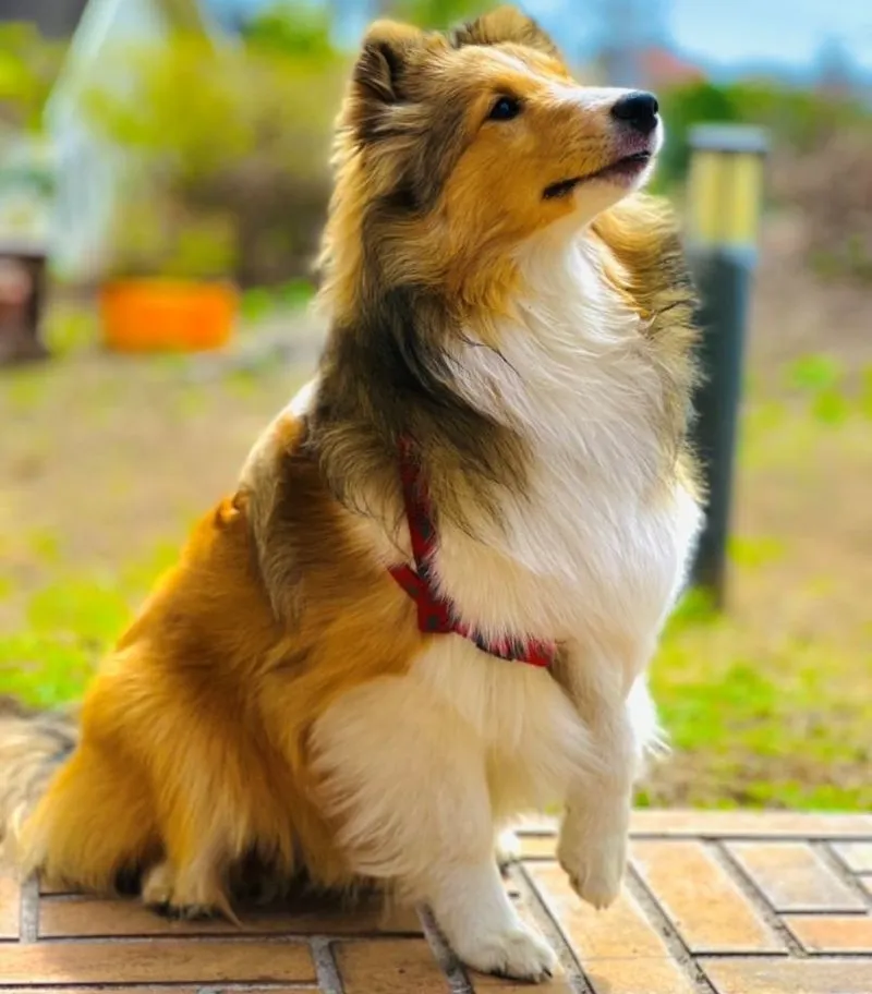 湯河原の囲炉裏会席を楽しむ様子