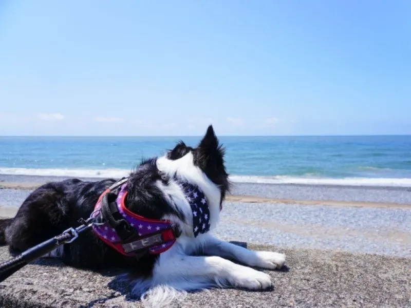 湯河原リトリートメント 相模湾 朝日